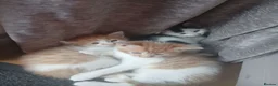 Mixed Breed cats for sale: 4 playful kittens in Uckfield - Advert 11