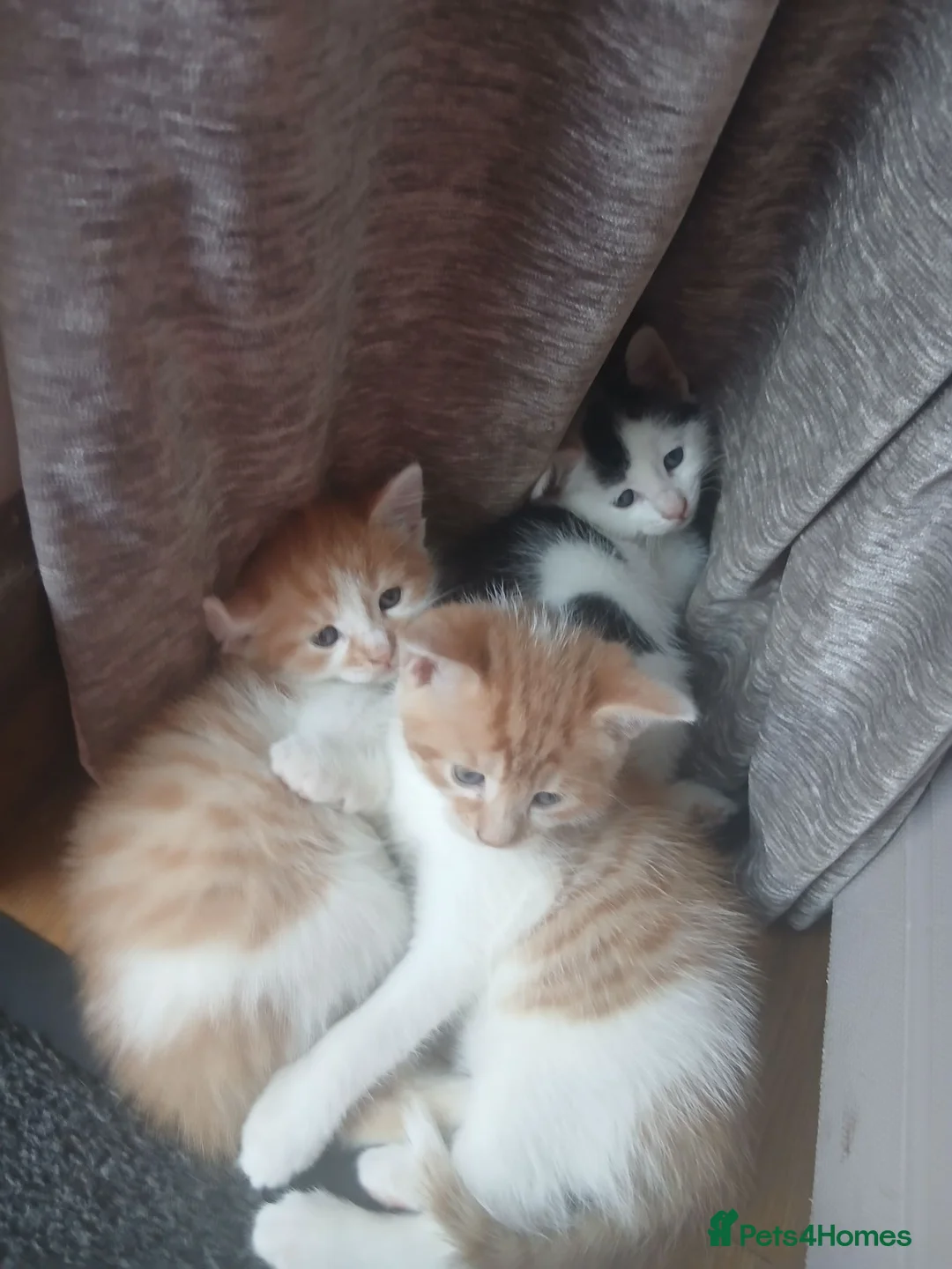 Mixed Breed cats for sale: 4 playful kittens in Uckfield - Advert 11
