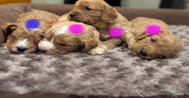 Cavapoo dogs 🌟F1 Cavapoo puppies Extensively health tested🌟  - Advert 16