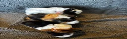 Guinea Pig rodents for sale: Babies ready 2 reserve girls&boys  - Advert 25