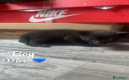 Domestic Shorthair cats for sale: Kittens for sale🥰! - Image 2