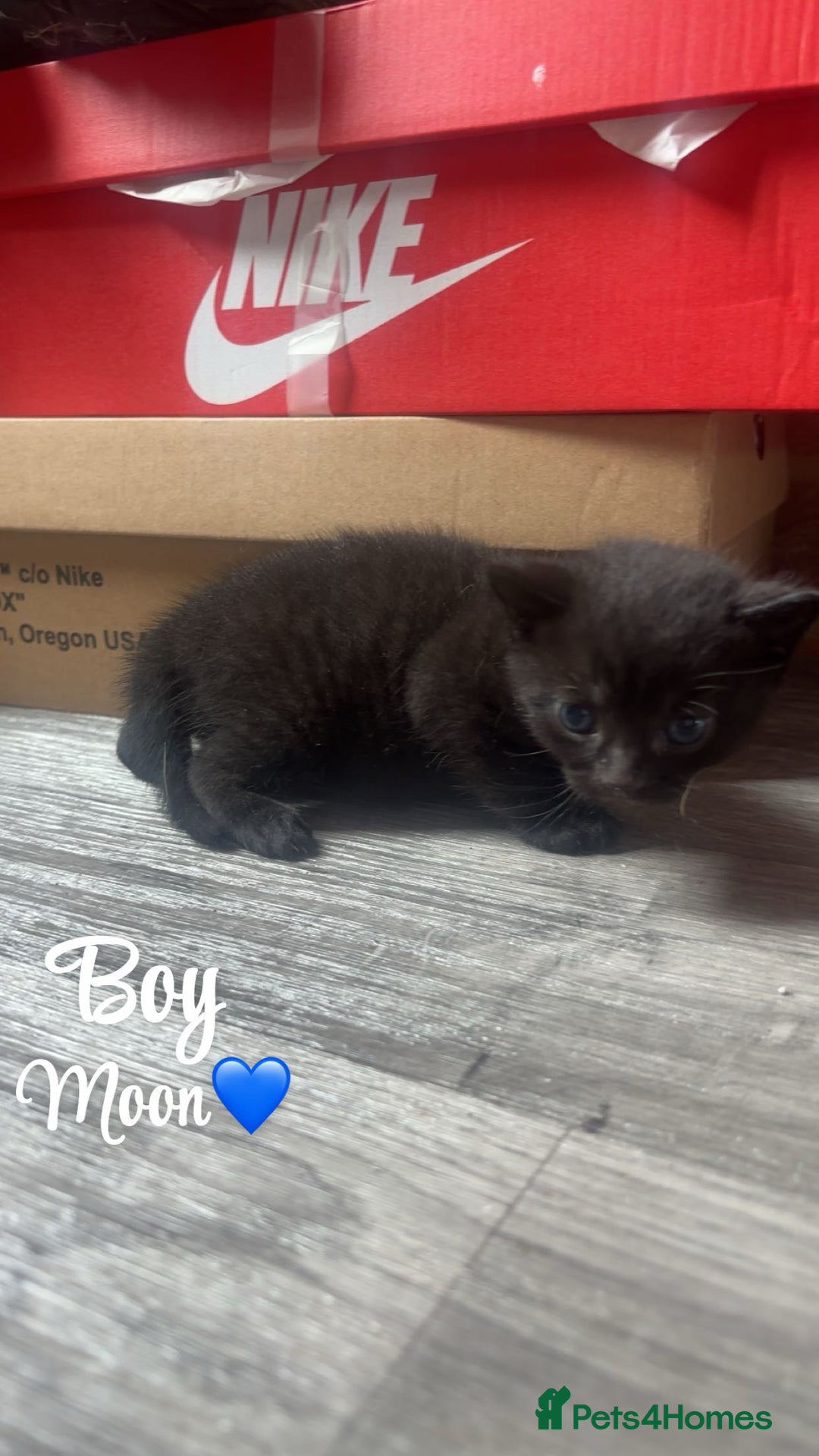 Domestic Shorthair cats for sale: Kittens for sale🥰! - Image 2