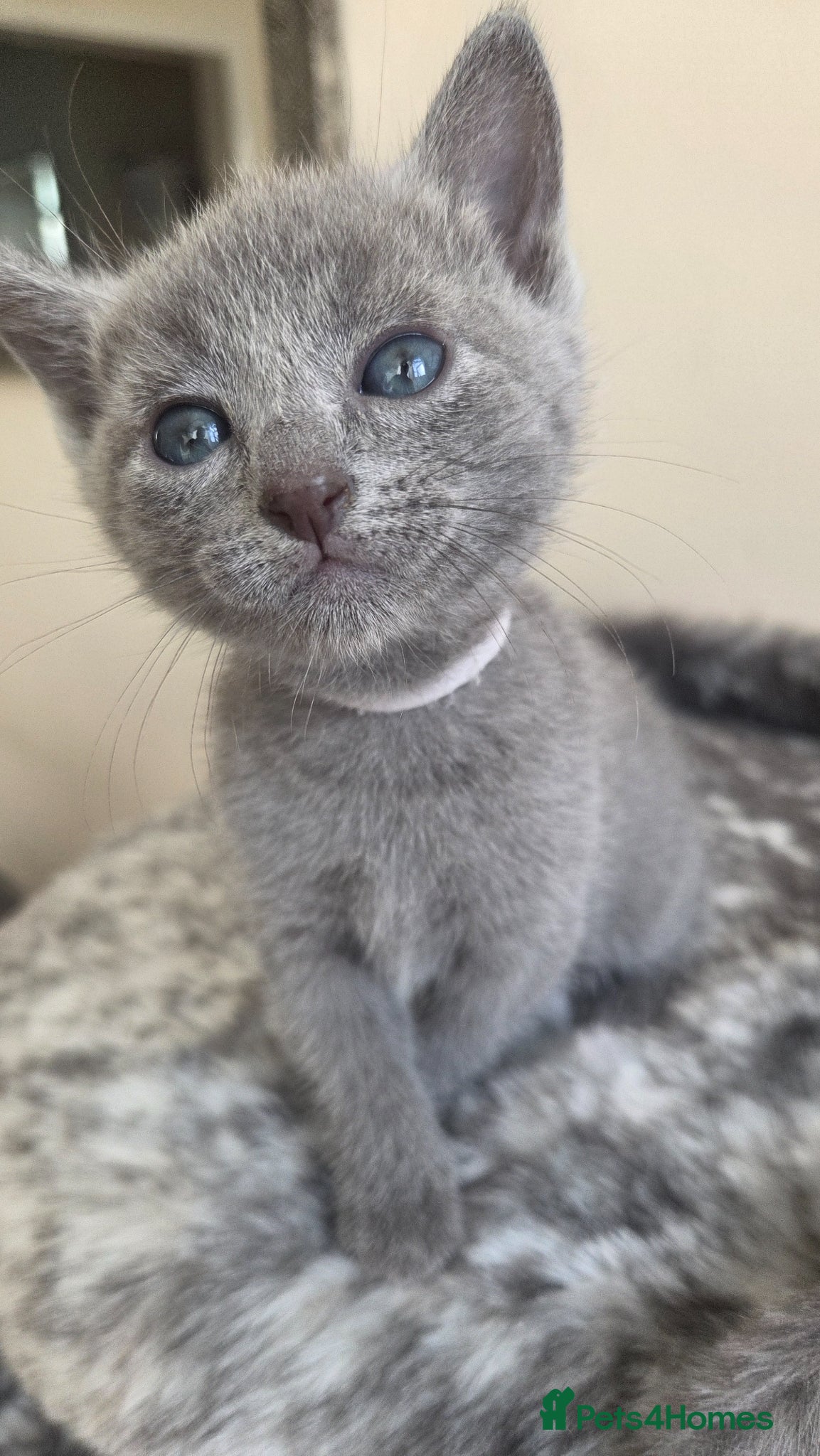 Russian Blue cats Stunning Russian Blue Boy - Tica registered  - Advert 2