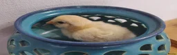 Chickens poultry for sale: Newborn baby chicks for sale in London  - Advert 1
