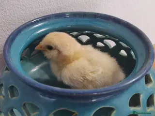 Chickens poultry Newborn baby chicks for sale in London - Advert 1