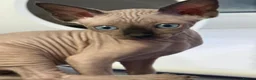 Sphynx cats for sale: sphynx canadian kittens ready to leave now  - Advert 7