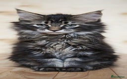 Maine Coon cats for sale: Xl Stunning Maine coon kittens  - Image 18