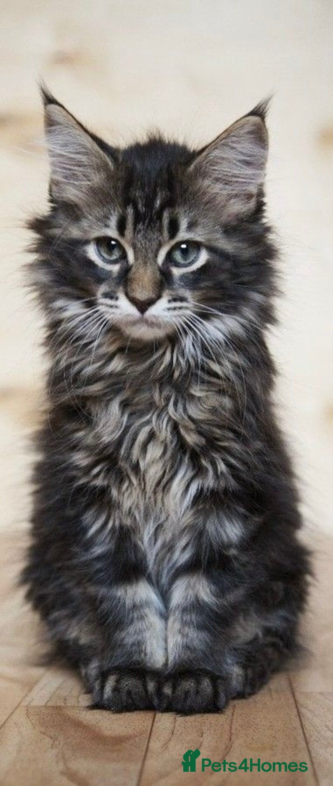 Maine Coon cats for sale: Xl Stunning Maine coon kittens  - Image 18