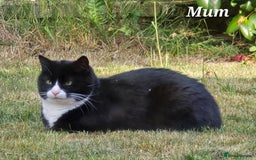 Mixed Breed cats for sale: Half Britishlonghair half Tuxedo! Only 1 left. - Image 14