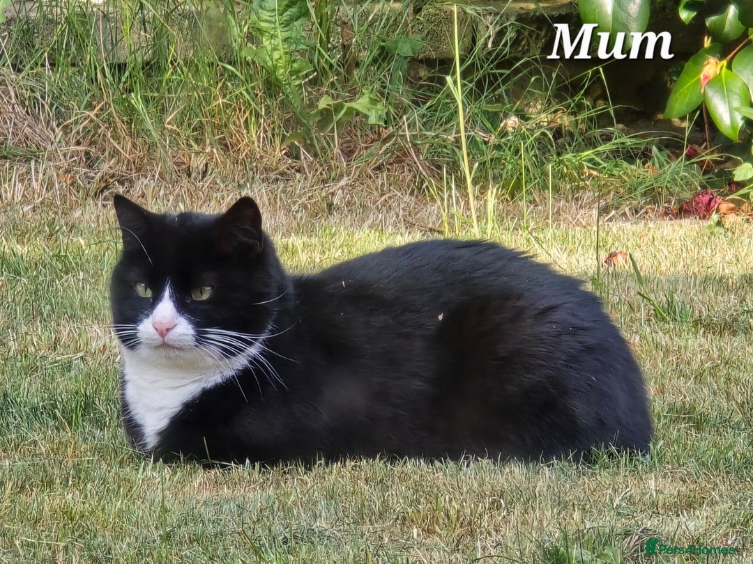 Mixed Breed cats for sale: Half Britishlonghair half Tuxedo! Only 1 left. - Image 14