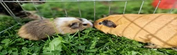 Guinea Pig rodents for sale: California x male 6m and baby boy - Advert 7