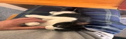 Mixed Breed cats for sale: Two black and white Cats for sale  in Rotherham - Advert 10