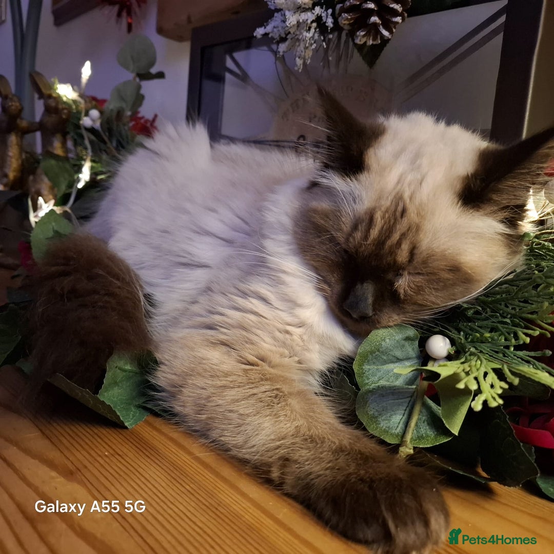 Ragdoll cats for sale: Beautiful seal point ragdoll boy  - Image 2