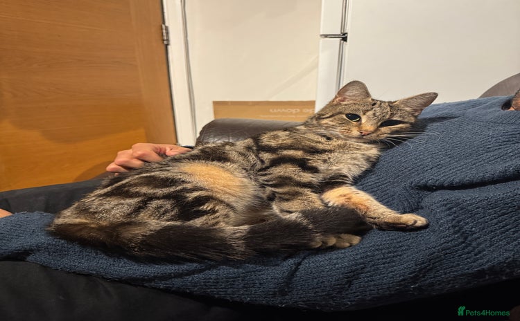 Domestic Shorthair cats - Advert 4