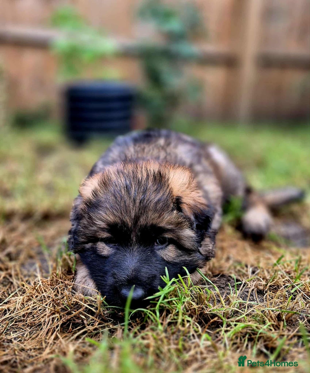 German Shepherd dogs for sale: German Shepherd Puppies - Image 14