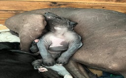 Mexican Hairless dogs for sale: Mexican hairless hairless male - Image 10