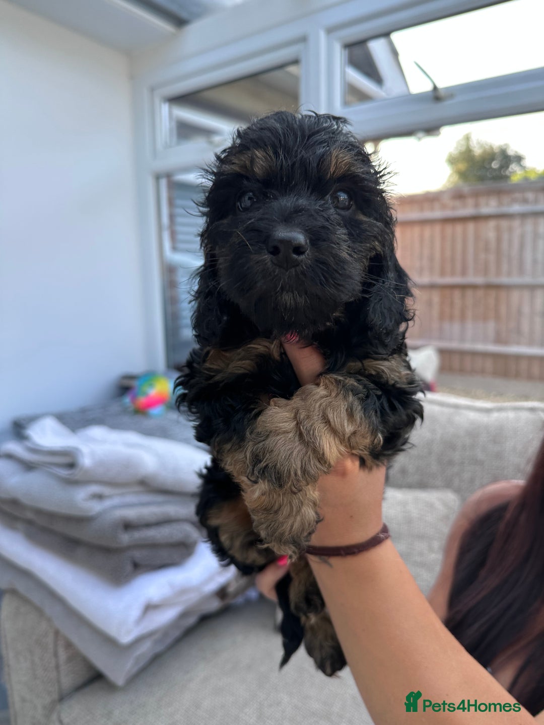Cockapoo dogs for sale: Beautiful tri cockerpoos  - Image 18