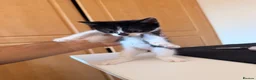 Mixed Breed cats for sale: 4 Beatiful Kittens to be adopted  - Advert 11