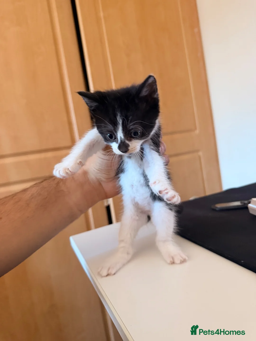 Mixed Breed cats for sale: 4 Beatiful Kittens to be adopted  - Advert 11