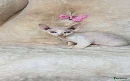Devon Rex cats for sale: Tow beautiful Devon Rex boys  - Image 6