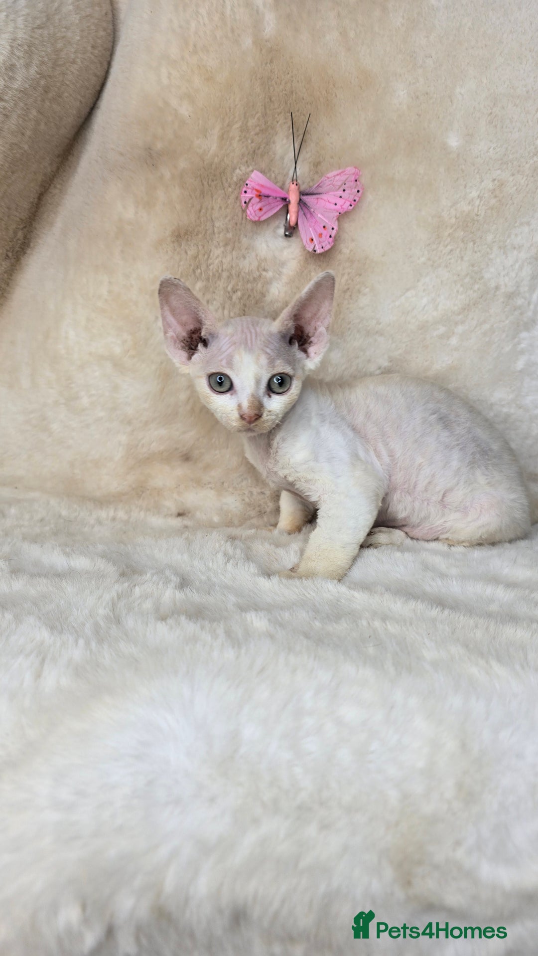 Devon Rex cats for sale: Tow beautiful Devon Rex boys  - Image 6