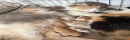Norwegian Forest Cat cats for sale: Norwegian Forrest Cross Kittens  - Advert 2