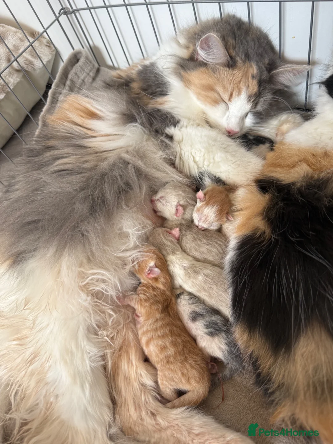 Norwegian Forest Cat cats for sale: Norwegian Forrest Cross Kittens  - Advert 2