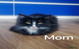 Mixed Breed cats for sale: Beautyfull fluffy kittens ragcoon - tuxedo cross  - Image 28