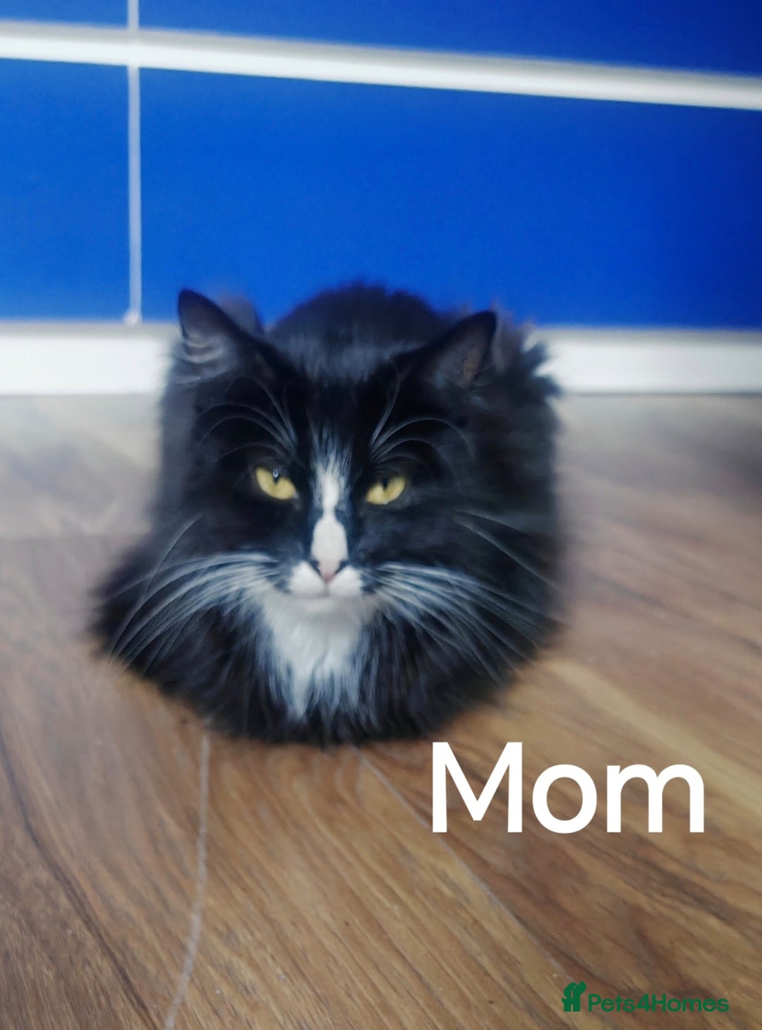 Mixed Breed cats for sale: Beautyfull fluffy kittens ragcoon - tuxedo cross  - Image 28