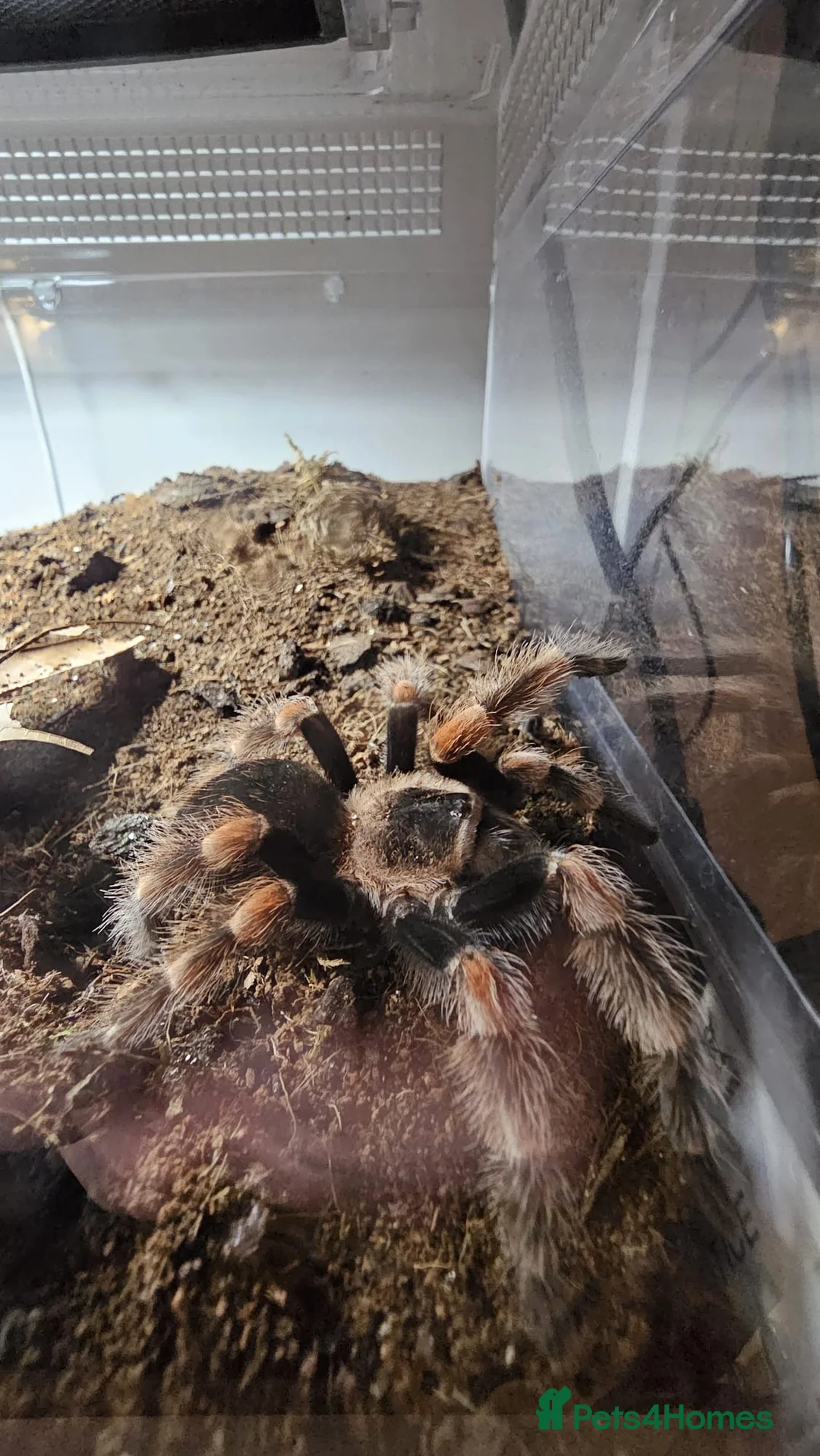 Tarantulas invertebrates for sale: Mexican Red-Knee Tarantula – Approx. 4 Years Old - Advert 1
