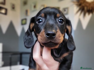 Miniature Dachshund dogs Miniature dachsund - Advert 8