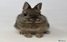 Netherland Dwarf rabbits for sale: BEAUTIFUL 9 WEEK OLD NETHERLAND DWARF BUNNIES  - Image 2