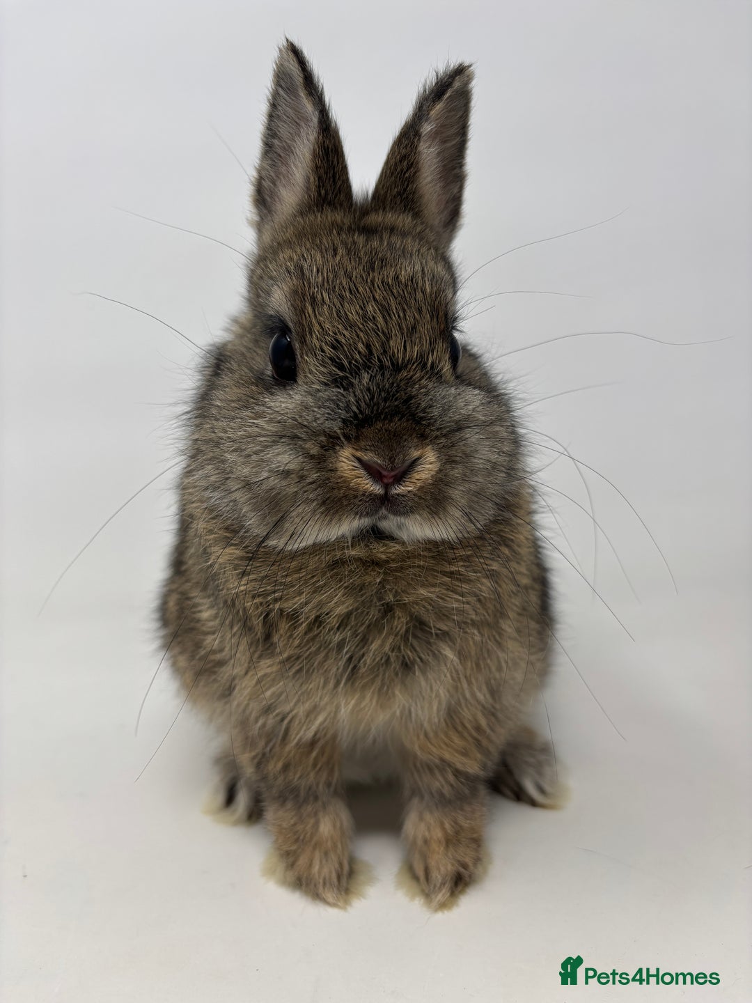 Netherland Dwarf rabbits for sale: BEAUTIFUL 9 WEEK OLD NETHERLAND DWARF BUNNIES  - Image 2