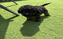 Toy Poodle dogs for sale: Toy poodle  - Image 2