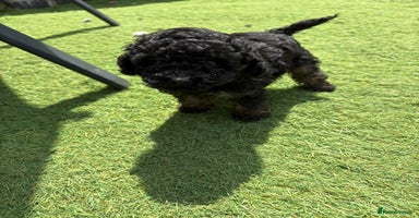 Toy Poodle dogs - Advert 2
