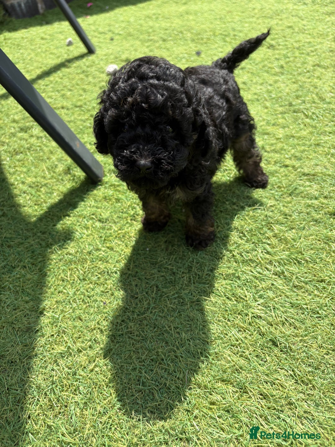 Toy Poodle dogs for sale: Toy poodle  - Image 2