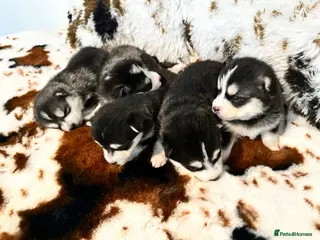 Pomsky dogs Pomsky Puppy F4 - Advert 1