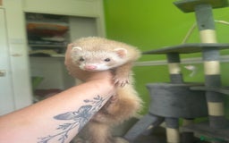 Ferret rodents for sale: Different ferret kits available  - Image 3