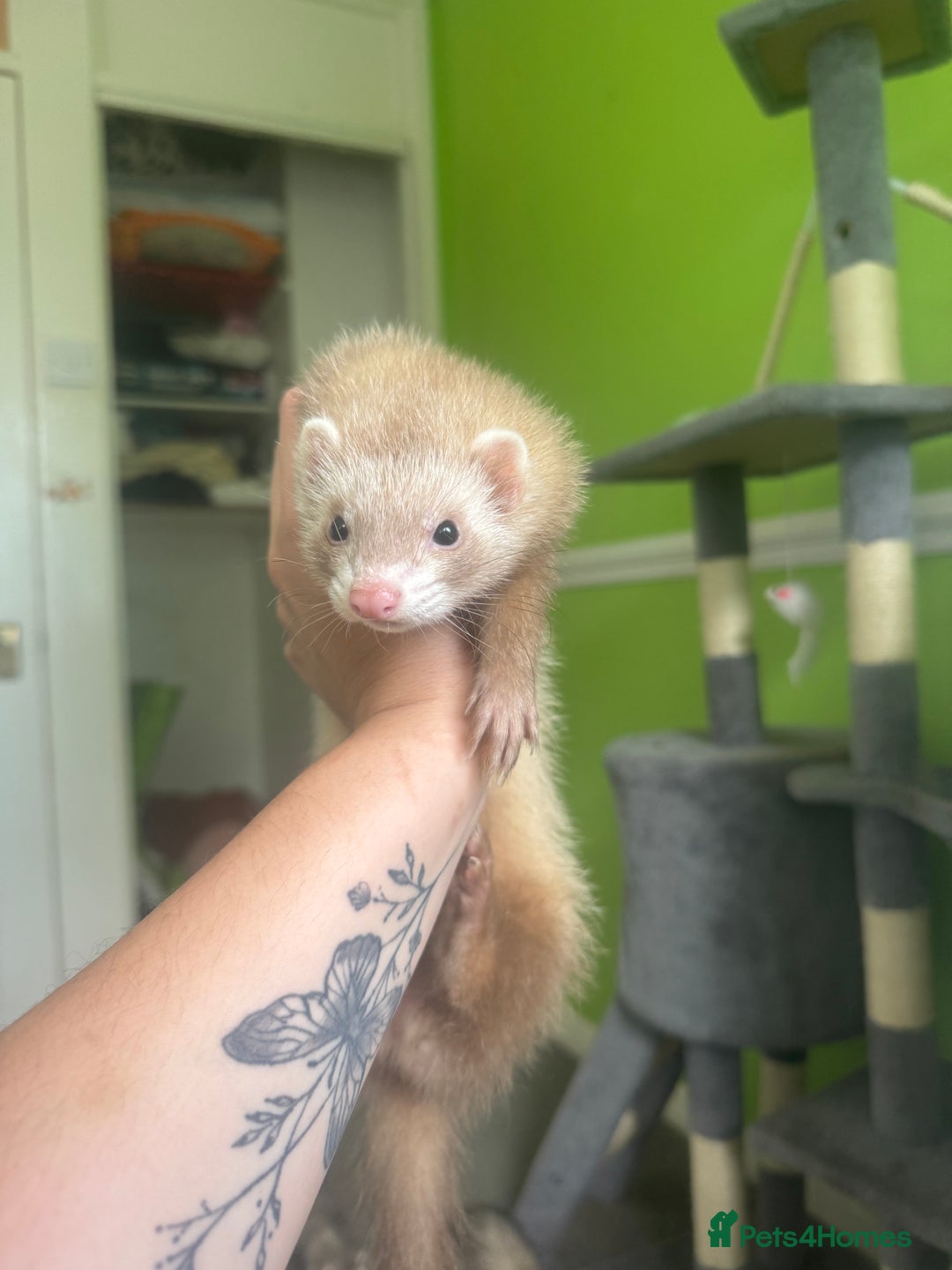 Ferret rodents for sale: Different ferret kits available  - Image 3