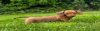 Miniature Dachshund Puppy 1