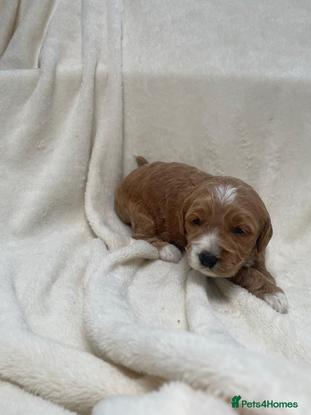 Cockapoo dogs for sale: F2 cockapoo puppies for sale - Advert 4