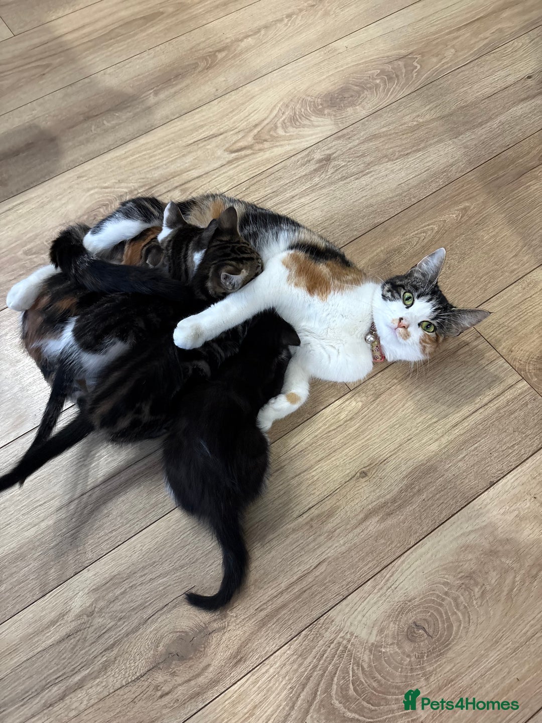 Mixed Breed cats for sale: Beautiful little kittens  - Advert 10