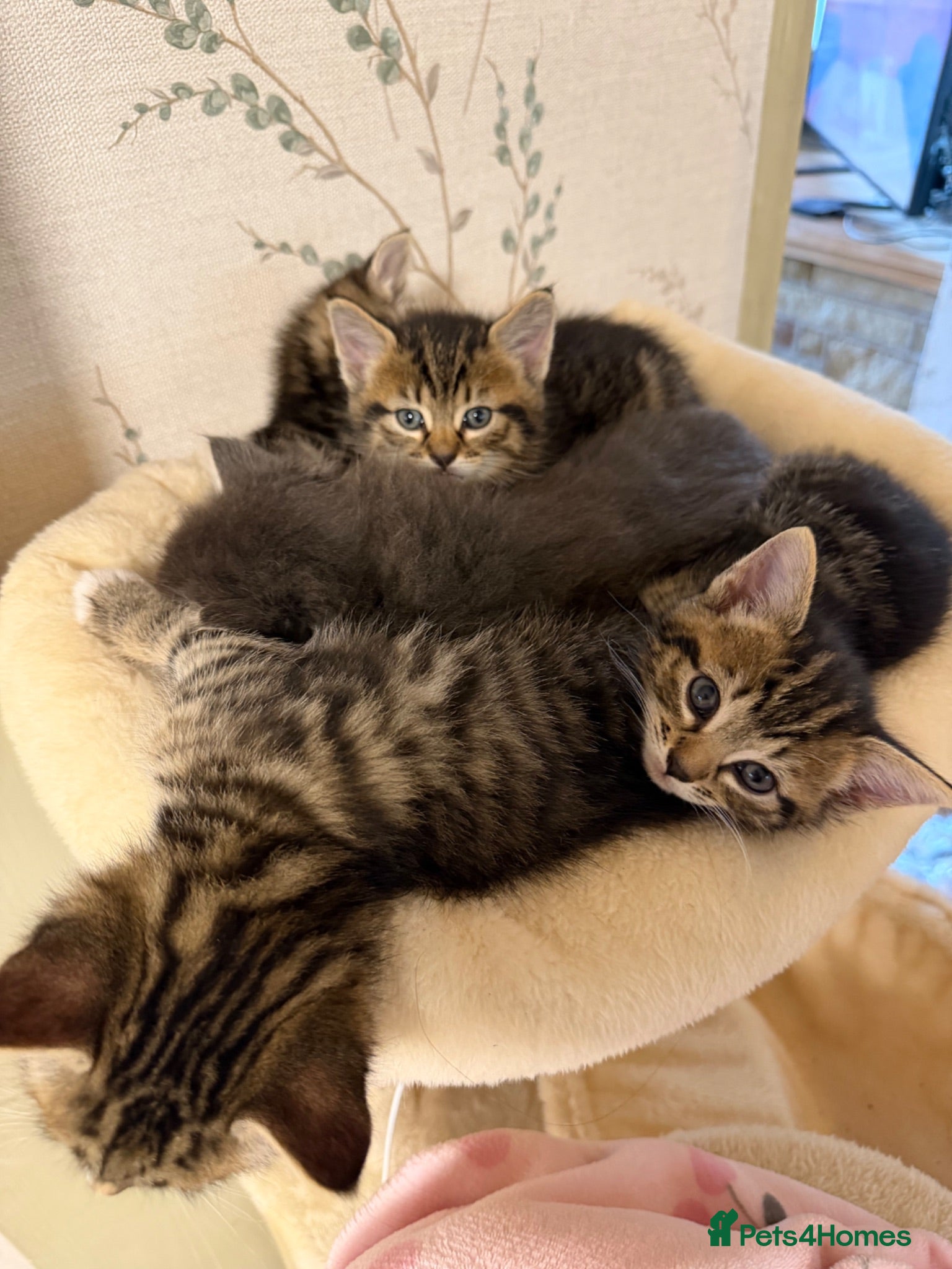 Mixed Breed cats Kittens Ready Now - Advert 10