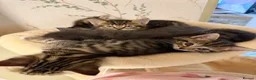 Mixed Breed cats for sale: Kittens Ready Now in Chorley - Advert 6