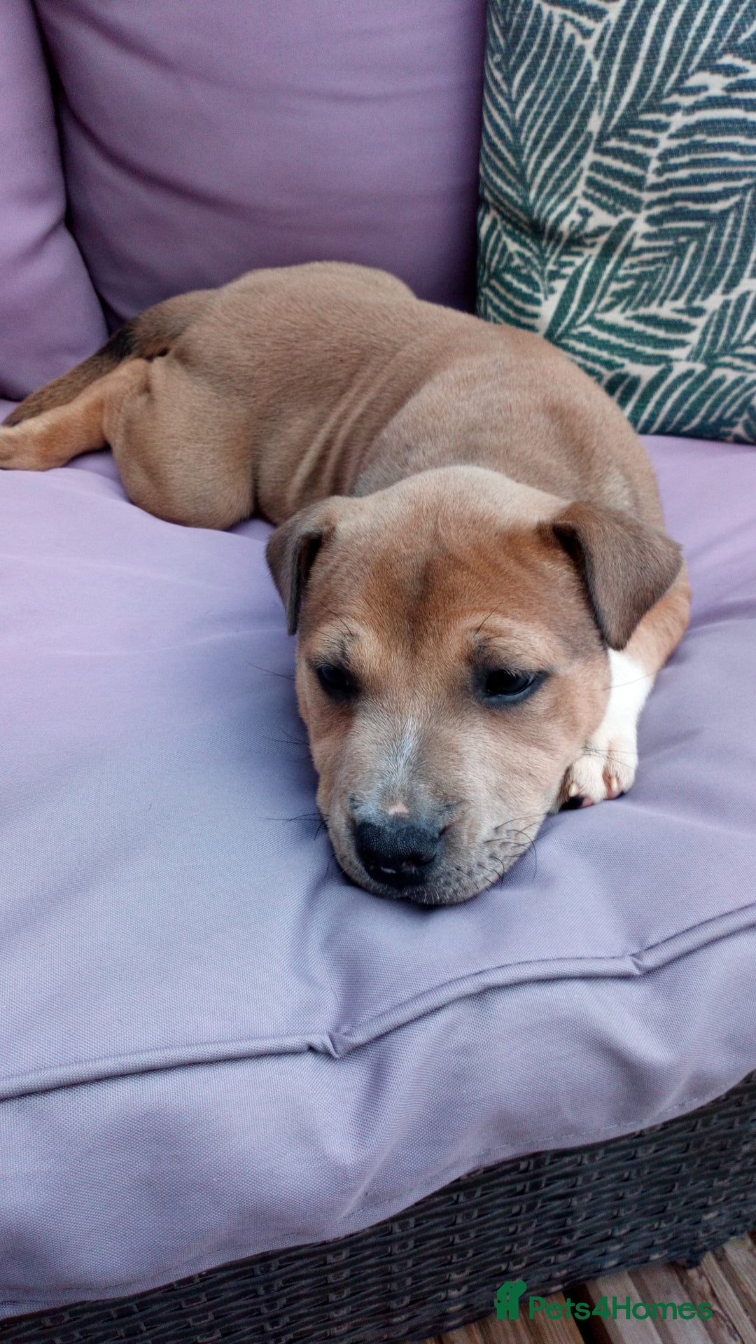 Staffordshire Bull Terrier dogs for sale: Gorgeous staffy pups  - Image 2