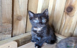 Maine Coon cats for sale: 6 Maine Coon X Polydactyl Kittens - Image 5