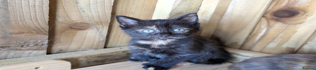 Tortie Poly Girl 3