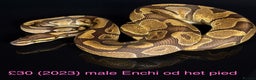 Python Snake reptiles for sale: Various royals for sale. (Reduced)  - Advert 5