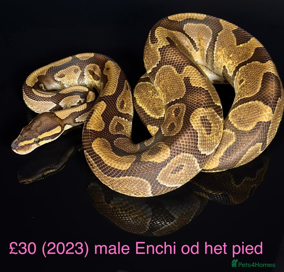 Python Snake reptiles for sale: Various royals for sale. (Reduced)  - Advert 5