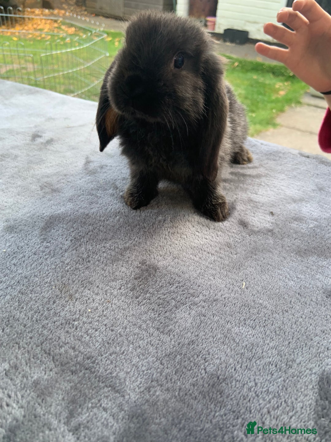Mini Lop rabbits for sale: Mini Lop Rabbits  - Image 4
